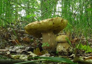 Klikni pro velký obrázek