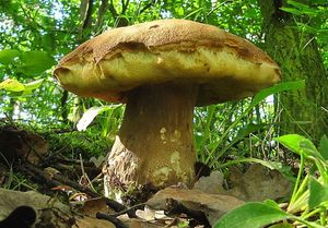 Klikni pro velký obrázek