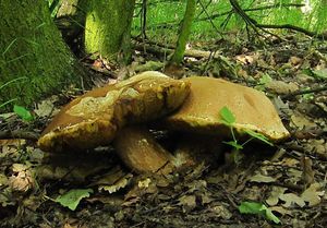 Klikni pro velký obrázek