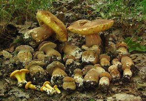 Klikni pro velký obrázek