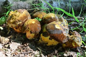 Klikni pro velký obrázek