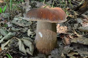 Klikni pro velký obrázek