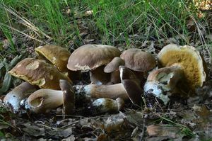 Klikni pro velký obrázek