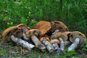 Klikni pro velký obrázek