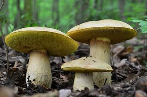 Klikni pro velký obrázek