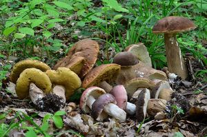 Klikni pro velký obrázek