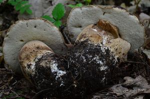 Klikni pro velký obrázek