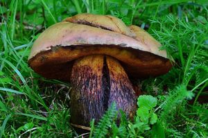 Klikni pro velký obrázek