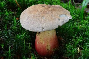 Klikni pro velký obrázek