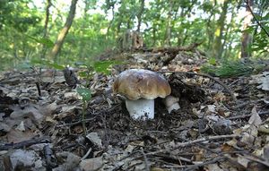 Klikni pro velký obrázek