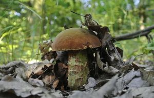 Klikni pro velký obrázek