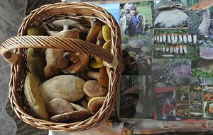 Klikni pro velký obrázek