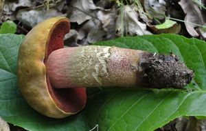 Klikni pro velký obrázek