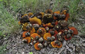 Klikni pro velký obrázek