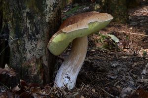 Klikni pro velký obrázek