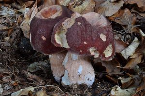 Klikni pro velký obrázek