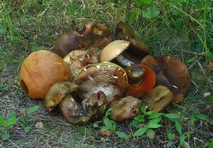 Klikni pro velký obrázek