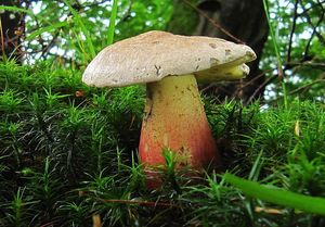 Klikni pro velký obrázek