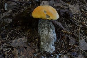 Klikni pro velký obrázek