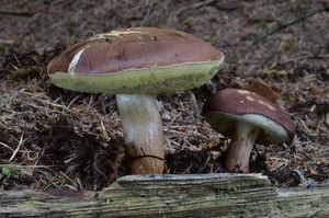 Klikni pro velký obrázek