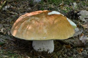 Klikni pro velký obrázek