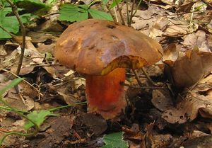 Klikni pro velký obrázek