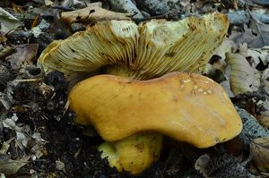 Klikni pro velký obrázek