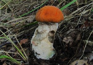 Klikni pro velký obrázek