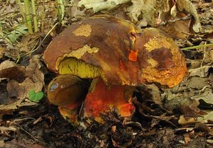 Klikni pro velký obrázek