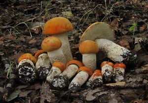 Klikni pro velký obrázek