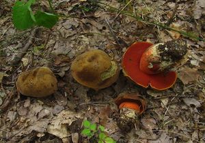 Klikni pro velký obrázek