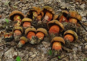 Klikni pro velký obrázek