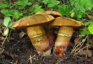 Klikni pro velký obrázek