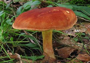 Klikni pro velký obrázek