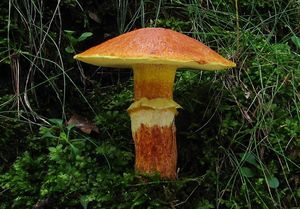 Klikni pro velký obrázek