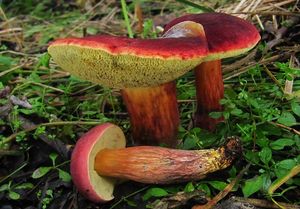 Klikni pro velký obrázek