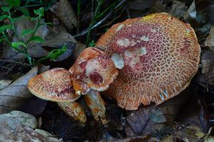 Klikni pro velký obrázek