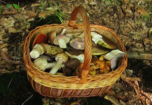 Klikni pro velký obrázek