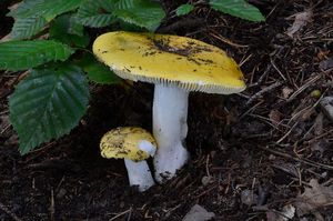 Klikni pro velký obrázek