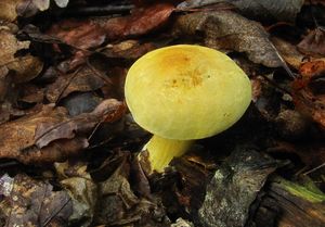 Klikni pro velký obrázek