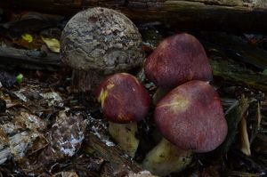 Klikni pro velký obrázek