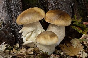 Hřib smrkový - Boletus edulis Bull. 1782