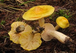 Klikni pro velký obrázek