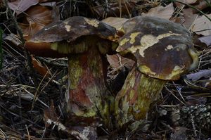 Klikni pro velký obrázek