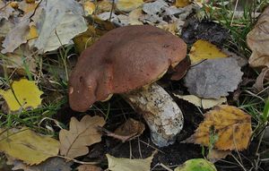 Klikni pro velký obrázek