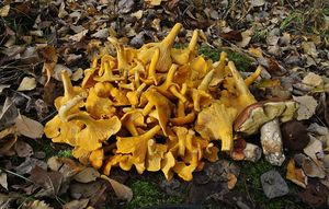 Klikni pro velký obrázek