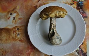 Klikni pro velký obrázek