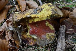 Klikni pro velký obrázek