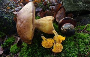 Klikni pro velký obrázek