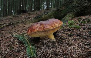 Klikni pro velký obrázek